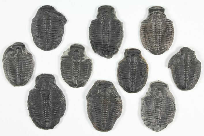 Lot: / Elrathia Trilobite Molt Fossils - Pieces #92141